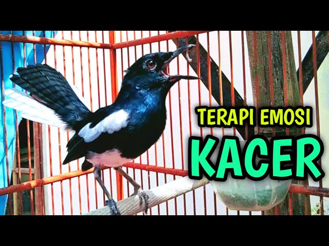 TERAPI EMOSI KACER ANDA DENGAN INI BIAR CEPAT GACOR !! PANCINGAN KACER GACOR BAGUS BUAT NAIKIN EMOSI class=