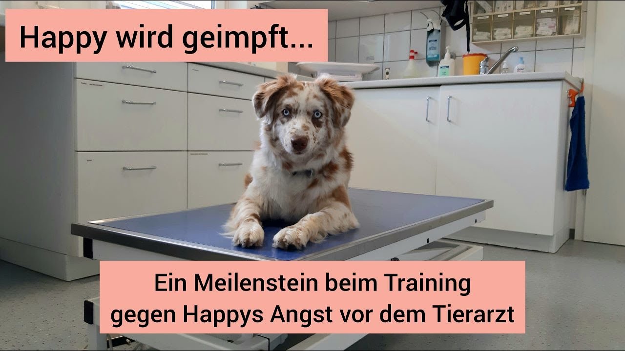 Happy wird geimpft Hund kann dank Medical Training wieder ohne Angst