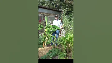 It S Alive Growfoodnotlawns 