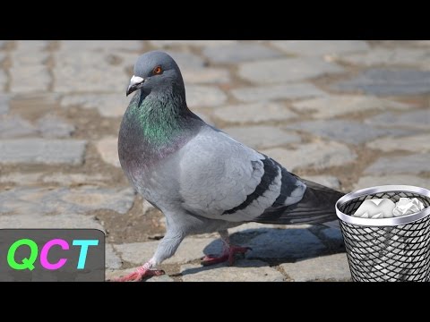 CRAP ON EVERYTHING (Pigeon Simulator) | Quality Content Tuesday