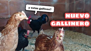 GALLINAS nuevas en GALLINERO de obra