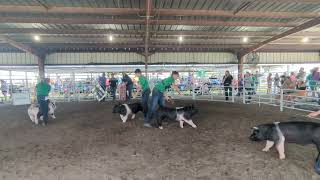 Butler County Fair Market Barrow Phil 1St In Class 7.12.24