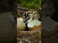 GREEN SANDPIPER Bird’s Nest Rare Nesting  in the Wild.