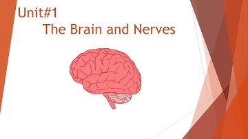Class 5 Science (Video 2 Unit 1  The Brain and Nerves Exercises)