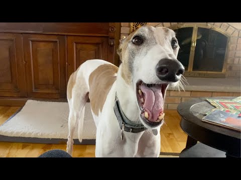 Video: Greyhound