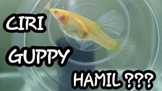 Ciri Ikan Guppy Hamil & Cara Pemijahan