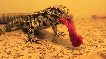 Tegu Hibernation Confusion [Repidemic]