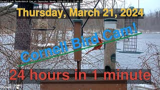 Bird Feeder Daily Timelapse [03-21-2024] Cornell Lab Cam #timelapse #birdcams #bird