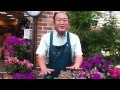 無料ダウンロード 花 オレガノ 種類 418829-花 オレガノ 種類