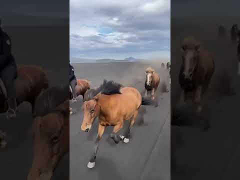 Video: Miniatūrais zirgs