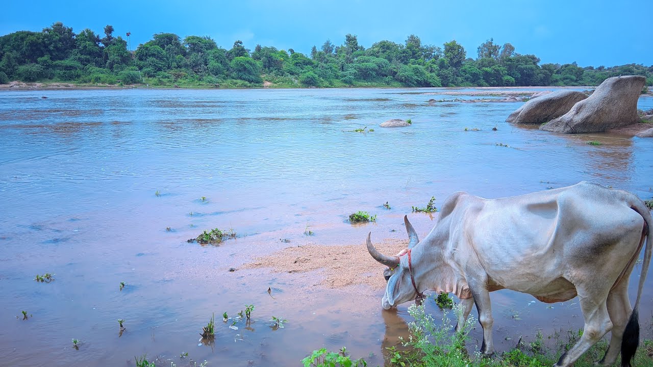 Naresh rabari vlogs in river 😍 ✨️