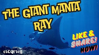 Discovering the Majestic Mobula Birostris: The Giant Manta Ray 🌊