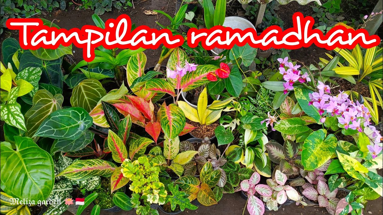 tanaman siap dikepoin lagi, dari jenis Anggrek, Aglonema, Episia, Kuping gajah dll. 