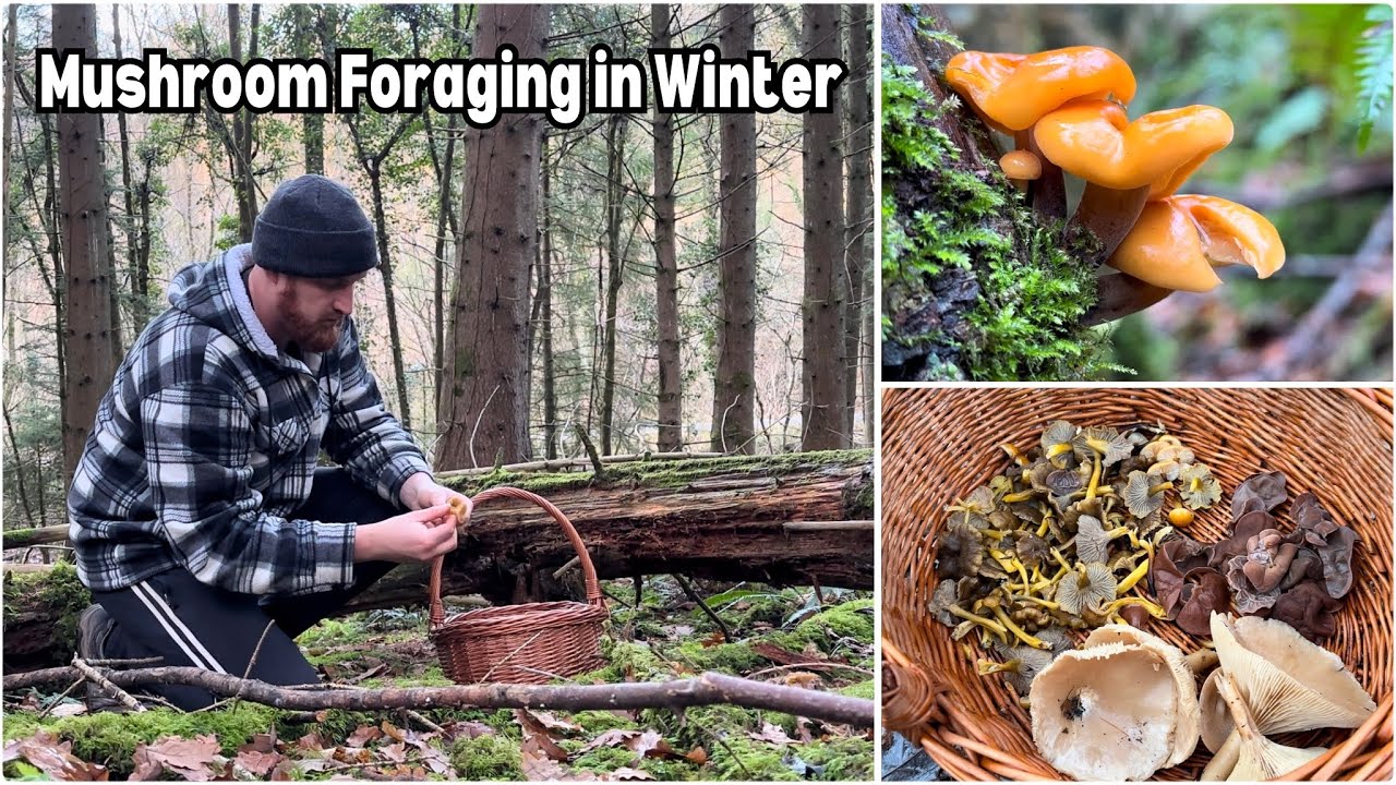 Mushroom Foraging Walk in Winter YouTube