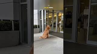 This Dog Wait Outside Hospital Every Day Truth Break Your Heart#shortsvideo #viralvideo #wholesome