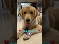 Sansaar humara♥️♥️🐶♥️♥️ #goldenretriever#teddy#dog#youtubeshorts#ytshorts#funny#comedy#cutedog#pets