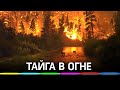 Тайга горит - лесные пожары охватили Сибирь