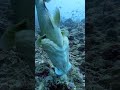 🌊🌊🌊Sovereign of the Coral Seas #shorts #shortsvideo #shortsviral #seafish #colorfulfish #deepblue.