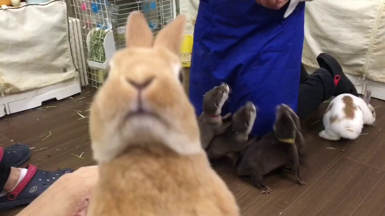 コツメカワウソと戯れる♬ うさぎカフェmimiにて🐰