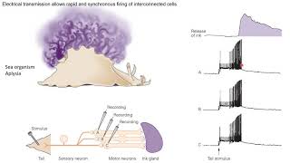 Neurobiology 4.2: Electrical synapses (gap junctions)