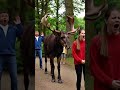 Лось среди людей! #рекомендации #тренды #horse