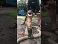 レシオ！ - Rescue king cobra yang berganti kulit  , Rescue king cobra on shedding process #kingcobra