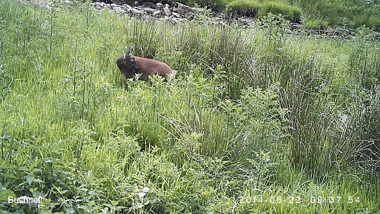 camera iphone 8 plus apk WildTees Roe deer