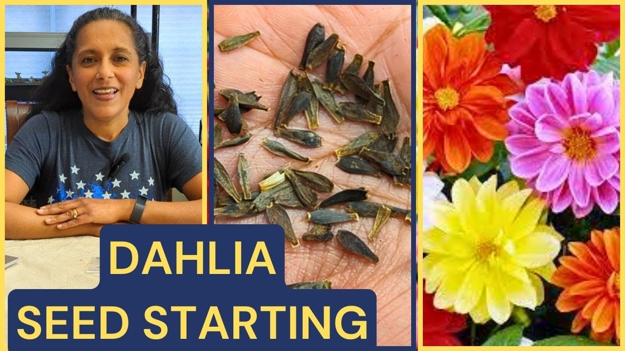 How To Grow Dahlias From Seed