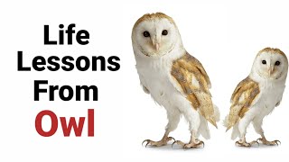 Things to learn from Owl | Wisdom of Owl | Life lessons | Animal Series | Lead International