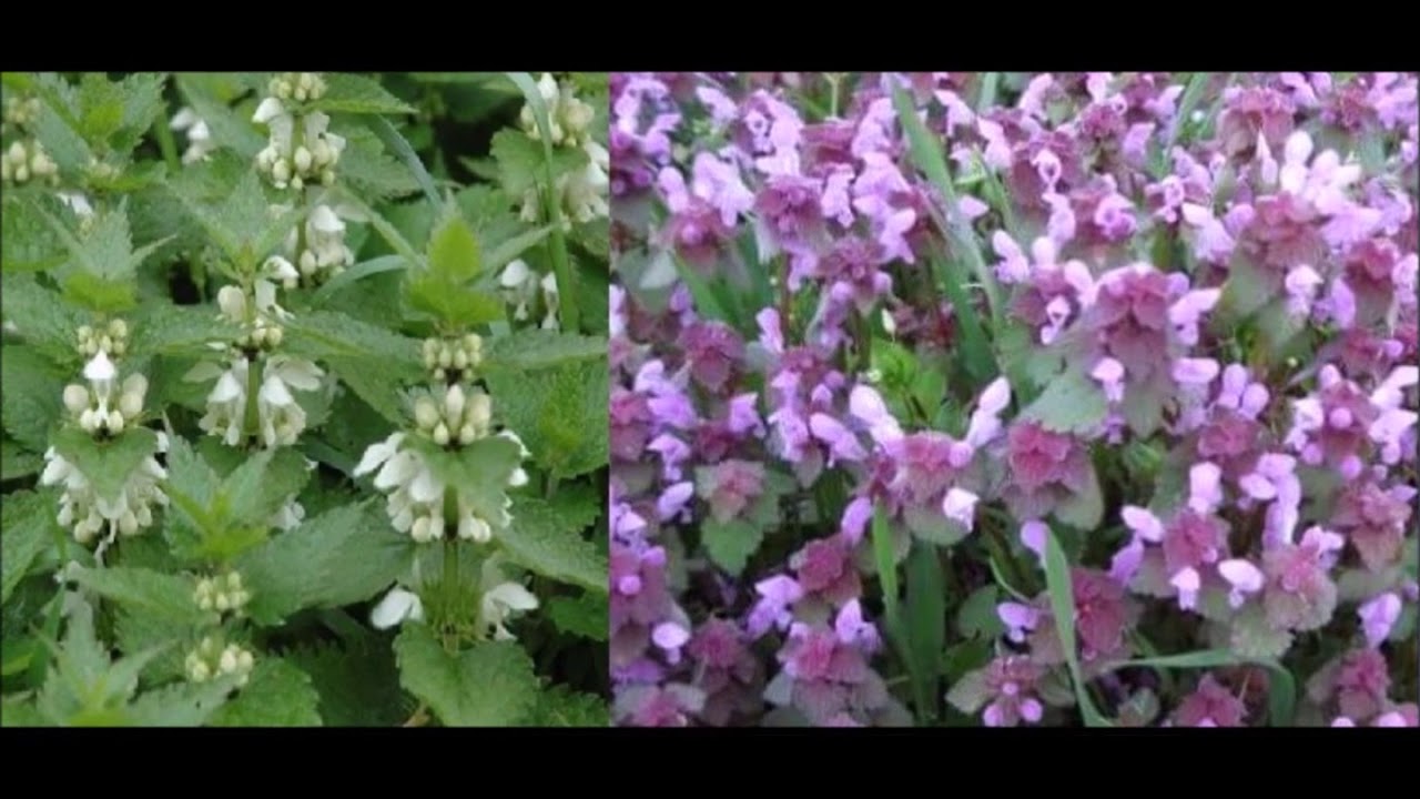 Ballı baba bitkisi nedir faydaları özellikleri nelerdir
