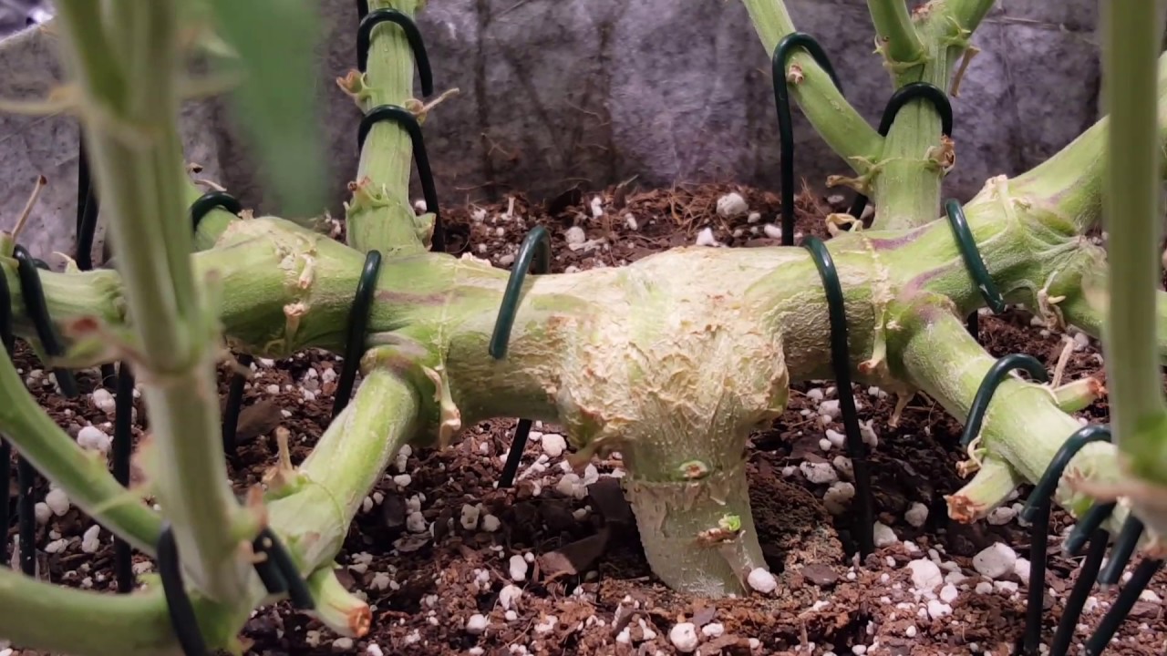 Green 75's.Day 59 update..Auto Critical Ogre by Seedsman Seeds