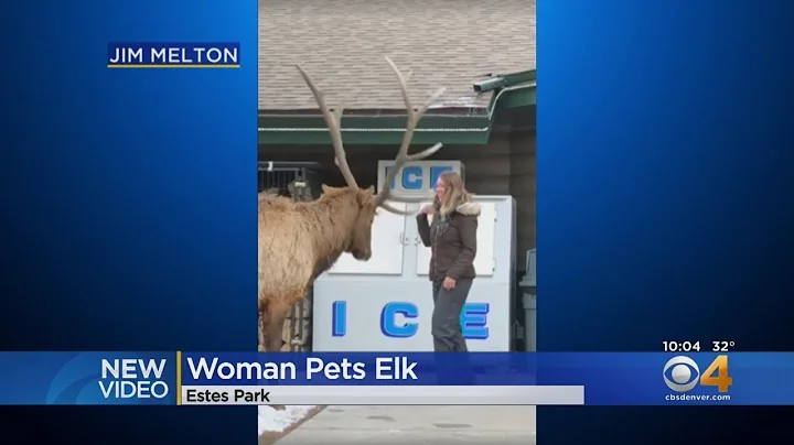 Video Shows Woman Petting Elk In Estes Park