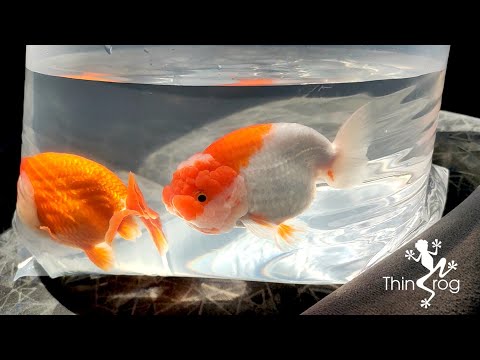 تصویری: کلمبوس: چگونه ماهی قرمز را در گلدان پرورش دهیم
