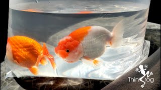 Buying Lionchu Goldfish