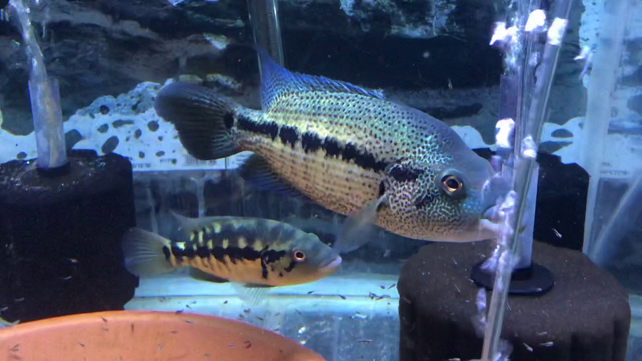 camera iphone 8 plus apk Dovii pair with babies wild caught