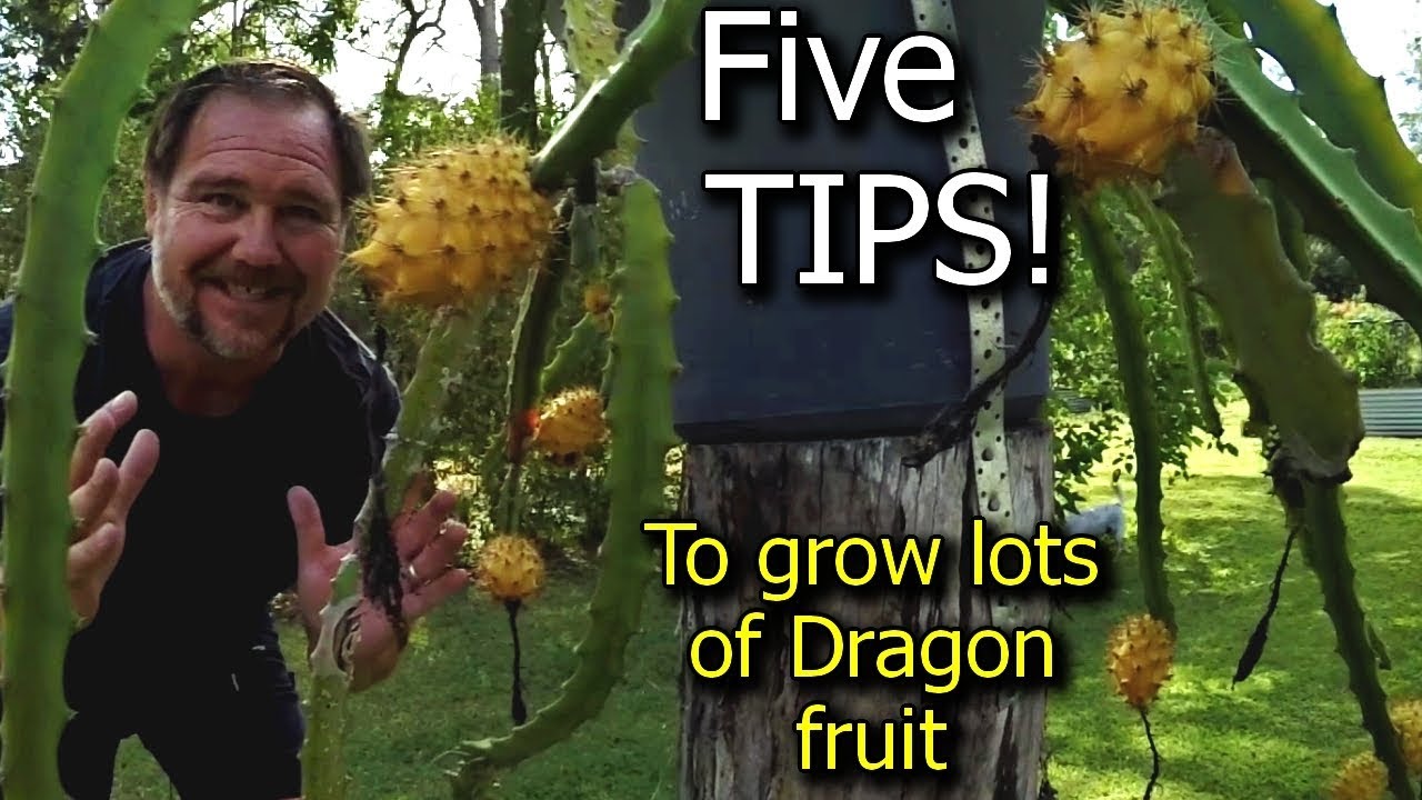 How Does Your Dragon Fruit Grow?