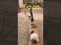 قطط بلدي قطط كيوت قطط صغيرة قطط جميلة 