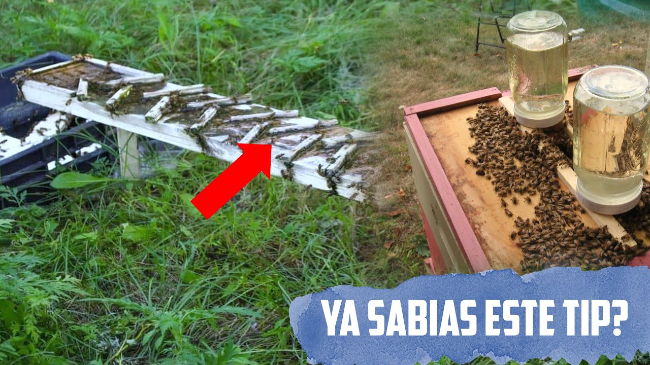 👉 Si haces todo esto tus Abejas Jamas se iran de la colmena | 👉 #apicultura 🐝