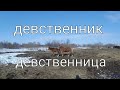 Конь и лошадь спариваются естественный процесс