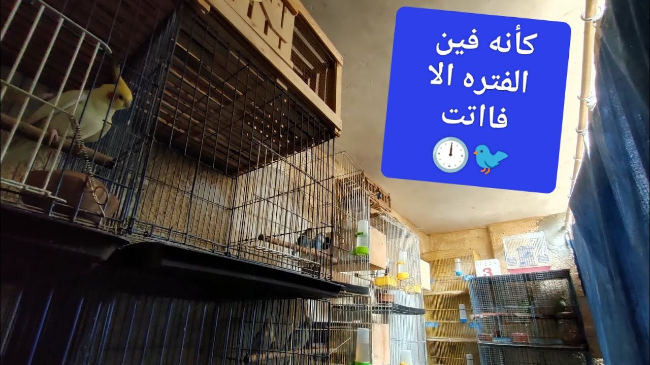 آخر أخبار الهواية معانا وكل ماهو جديد وكأنه فين الفتره إلا فاتت 🕛🐦