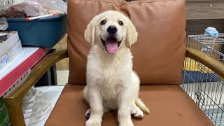 Chó Gâu Đần (Golden Retriever) màu kem thuần chủng | Chomeocanh.com
