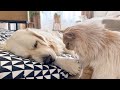 What does a Cat do to Wake up a Golden Retriever