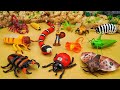 [toy asmr]Zuru Robo Alive Frill-necked Lizard &amp; Scorpion &amp; Insect Toy Collection|Satisfying Unboxing