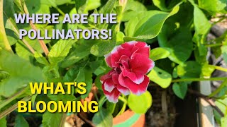 Where Are The Pollinators | What's Blooming in The Garden