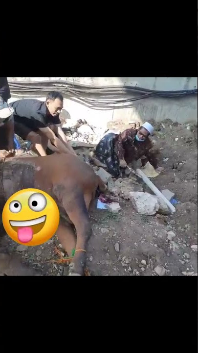 Story Wa|Status Wa Lucu Saat Pemotongan Hewan Qurban|Idul Adha1442 H,2021