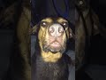 Doggo Taste Test: Will He Eat It?
