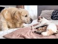 Golden Retriever Meets Mom Cat with Newborn Kittens for the First Time