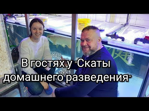 скАтоферма. Разведение скатов. В гостях у "Скаты домашнего разведения".