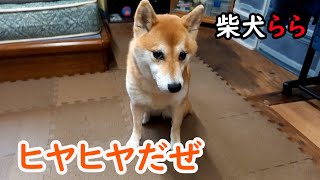 ヒヤヒヤだぜ