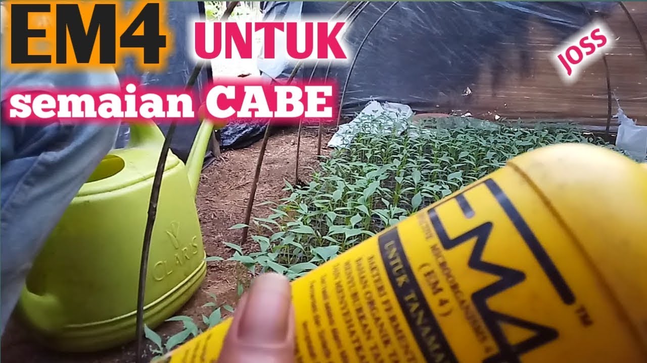 #agar_sehat Penyiraman EM4 untuk semaian cabe 